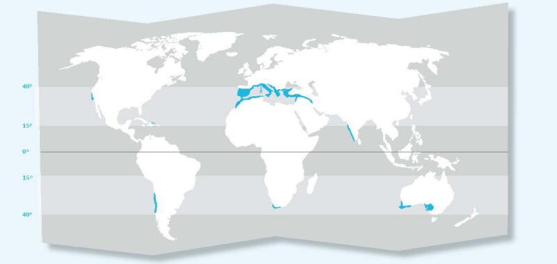 Mediterreanean climate areas
