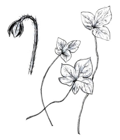 Sketches by Claire Baglien '22 and Jack Rosenwinkel '22