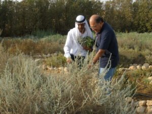 Michael Ben Eli with Ali Alhwashla, the Director of the Medicinal Plants Initiative at Project Wadi Attir, a Sustainability Labs initiative with the Bedouin community in the Negev desert to develop sustainable desert agriculture.