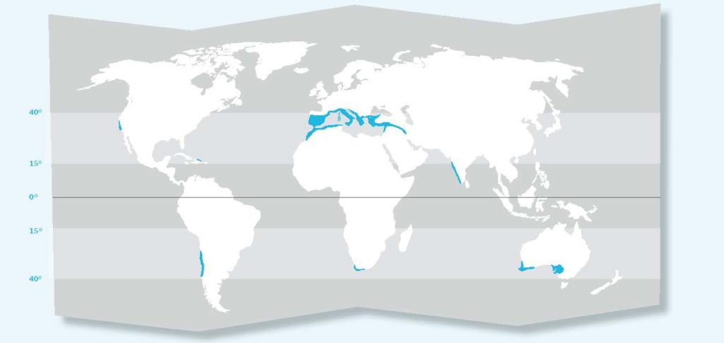 Mediterreanean climate areas