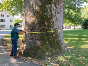 CJ measures sycamore